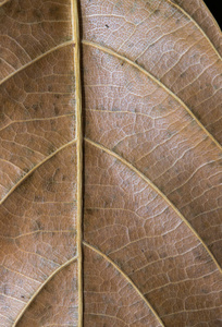 棕叶垂直照片。秋叶质地 macrophoto。黄叶脉纹。树叶表面。秋季季节横幅模板。叶状结构 macrophoto。秋天自然细节