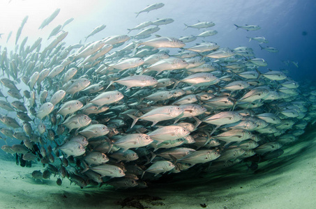 大眼睛 Trevally 杰克, Caranx sexfasciatus 形成两极分化的学校, 诱饵球或龙卷风。Pulmo 