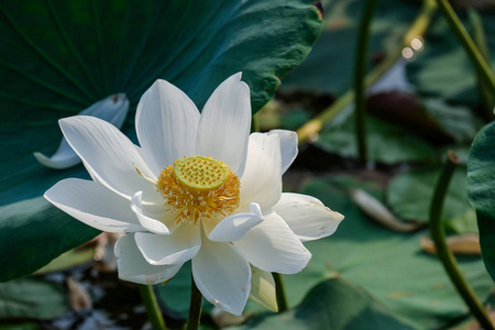 新鲜的白莲花。密切关注的美丽的白色莲花与复制空间的文本或广告。背景是白色莲花和黄色莲花芽在池塘