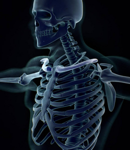 人类的衣领骨骼解剖模型