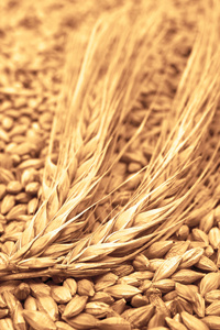 大麦籽粒为背景