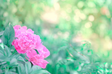 牡丹可爱的背景。美丽的粉红色牡丹花
