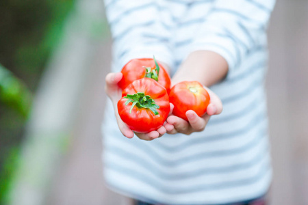 可爱的小女孩在温室番茄丰收。催熟蔬菜大棚的季节