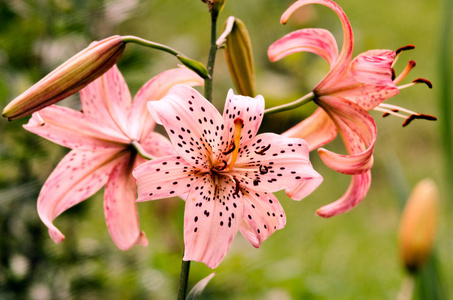 美丽的百合花成长在夏天在新鲜的空气