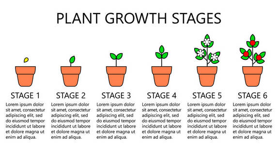 植物生长阶段图表。线条艺术图标。种植指令模板。在白色上隔离的线性样式插图。种植水果, 蔬菜加工。平面设计风格