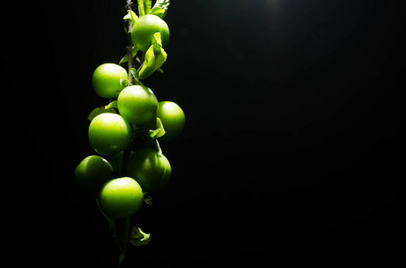 绿色樱桃李 Alycha 支紧靠一个黑暗的背景与烟雾效果。春天的时候