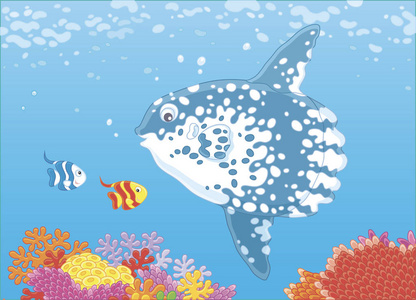 大鱼月亮和小蝴蝶鱼在热带海洋的蓝色水中游过珊瑚礁的珊瑚, 卡通风格的矢量插画