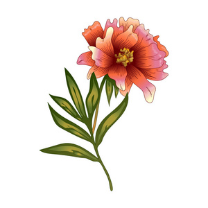 粉红色牡丹花以矢量风格隔开。植物全名 牡丹。背景纹理包装图案框架或边框的矢量花