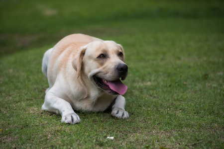 微笑的画像拉布拉多猎犬坐下来或蹲在绿色的草地上得到他的主人小吃奖。公园狗训练