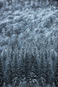 美丽的冬天景观 雪覆盖了树