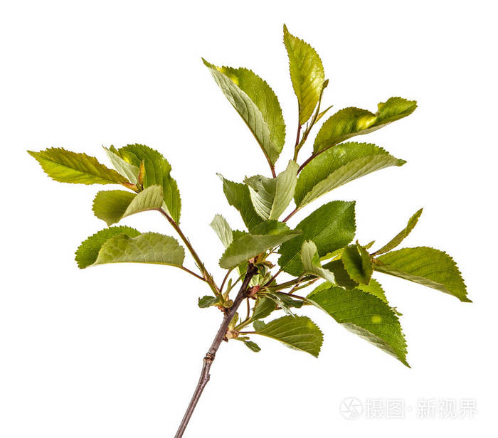 一棵绿色的叶子的樱桃树的分支.上白 bac 孤立