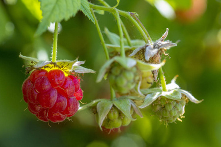撒树莓浆果在一个绿色的树枝上, 在一个温暖的夏天天