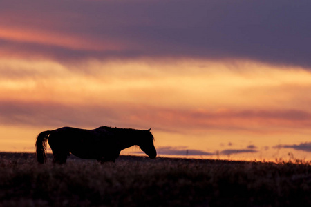 犹他州沙漠日落时的野马