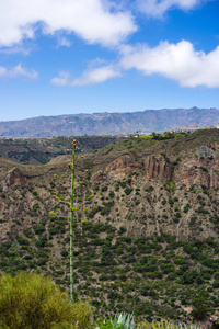 开花世纪植物, Agavoideae, 在 Bandama 火山口的边缘, 大加那利岛, 加那利群岛, 西班牙