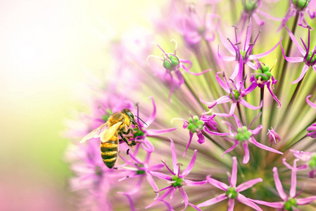 紫花蜜蜂采集花粉图片