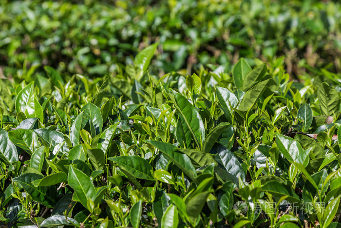 新鲜的乌龙茶铁观音茶叶或黑色的龙茶树叶在树上
