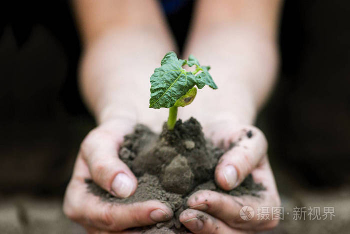 手捧着年轻的植物和泥土.生态学概念