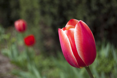 郁金香在绿色清新的背景下绽放。春季红白花颜色组合