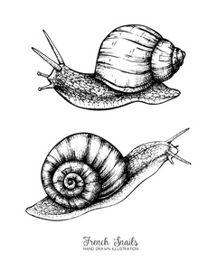 蜗牛素描图片