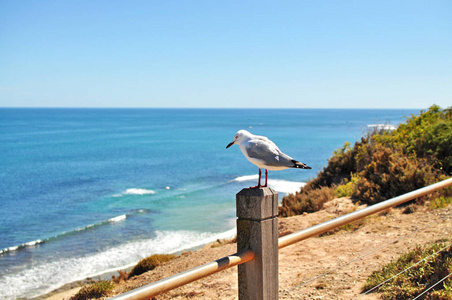 海鸥站在柱子上, 背景上有海滩。阳光明媚的海景与蓝天