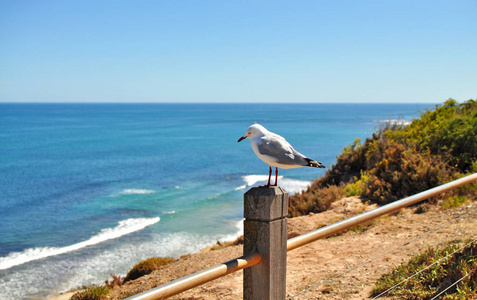 海鸥站在柱子上, 背景上有海滩。阳光明媚的海景与蓝天