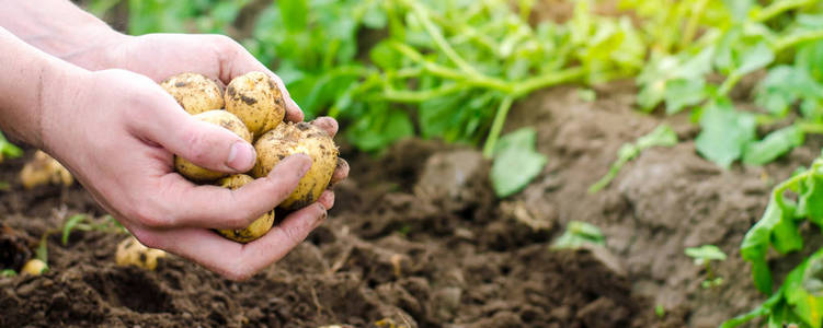 农夫手中握着一只年轻的黄马铃薯, 收割, 季节性的田野工作, 新鲜的蔬菜, 农业文化, 农耕, 特写, 好收成, 排毒, 素食。