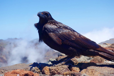 黑乌鸦在加那利群岛, La 帕尔马, 西班牙