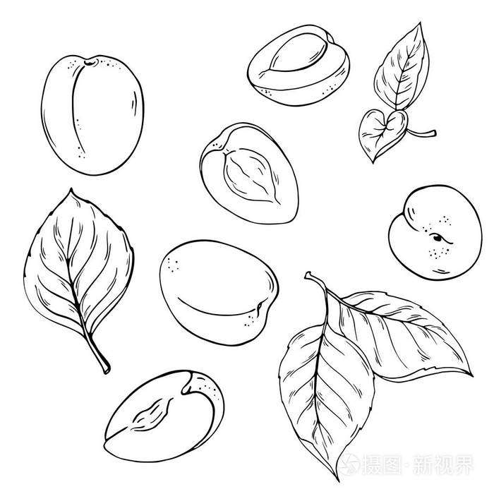 手绘矢量图插画-0nu