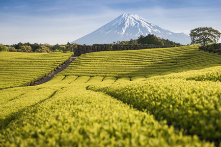 静冈县春季茶场与富士山