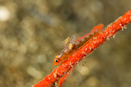 在柳珊瑚鞭鰕虎鱼的寄生虫