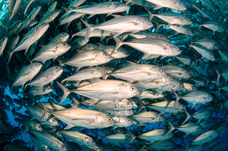 大眼睛 Trevally 杰克, Caranx sexfasciatus 形成两极分化的学校, 诱饵球或龙卷风。Pulmo 