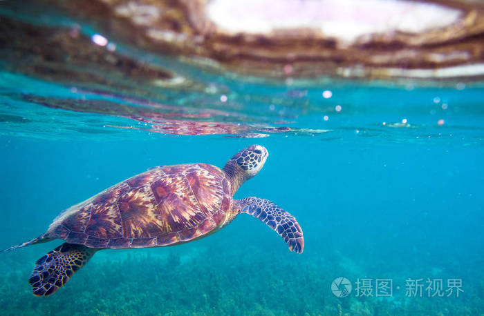 热带珊瑚礁野生动物.龟海底
