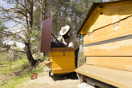 养蜂人正在蜜蜂与蜂箱养蜂场