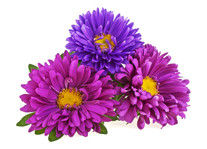 白色背景上的三个紫苑花