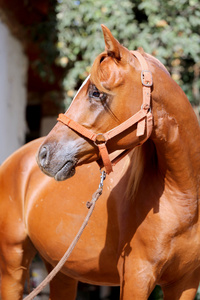 美丽的阿拉伯种马在农场的侧面视图肖像