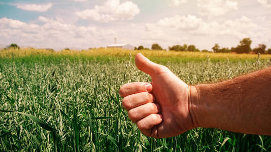 在谷物植物发育控制试验中分析田间燕麦生长后满意农民农艺师手势