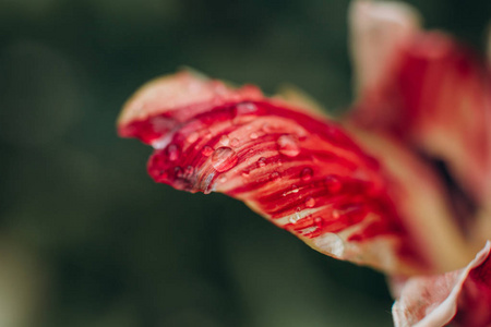 雨后花瓣上的水滴