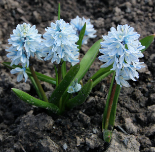 Puschkinia 枣儿或条纹 squill 花盛开