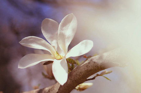 软聚焦图像的玉兰花在阳光下。春天花季节背景