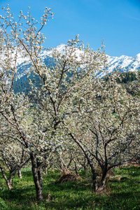 哈萨克斯坦阿拉木图山脉盛开的苹果花园