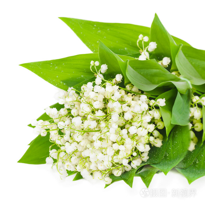 白铃兰的花