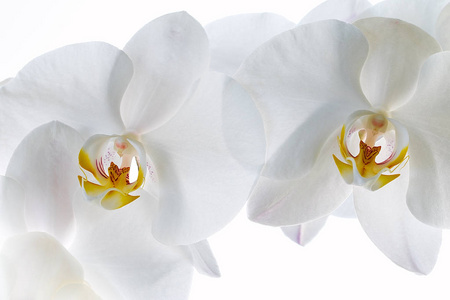 孤立白色上的白色兰花