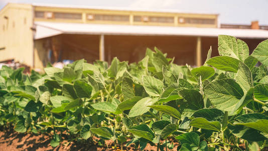 农场种植有机大豆, 田间大豆低角度观察