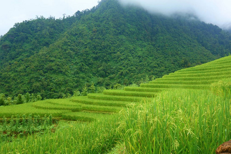 收获季节梯田稻田, 孟清, Sappa 位于越南北部