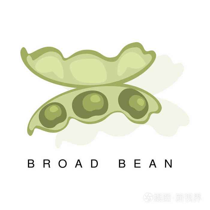 蚕豆豆荚,图图与现实荚豆类植物和它的名字