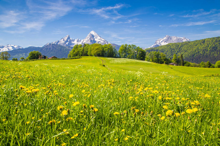 在阿尔卑斯山与盛开的草甸，在夏天的田园景观