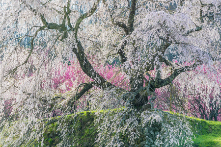 Matabei 樱花, 心爱的巨型悬垂樱桃树在 Uda 市本乡地区种植