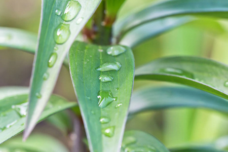 雨后有大滴露珠的长青叶