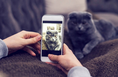 在手机上拍蓝色英国短毛猫猫的照片