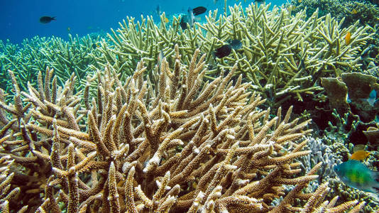 丰富多彩的硬珊瑚上 Kri，Raja Ampat，印度尼西亚
